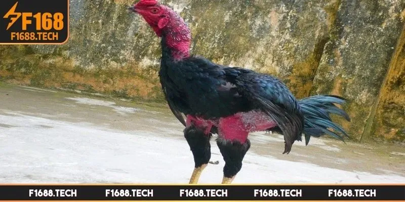 Ưu điểm của gà đá bo tại F168